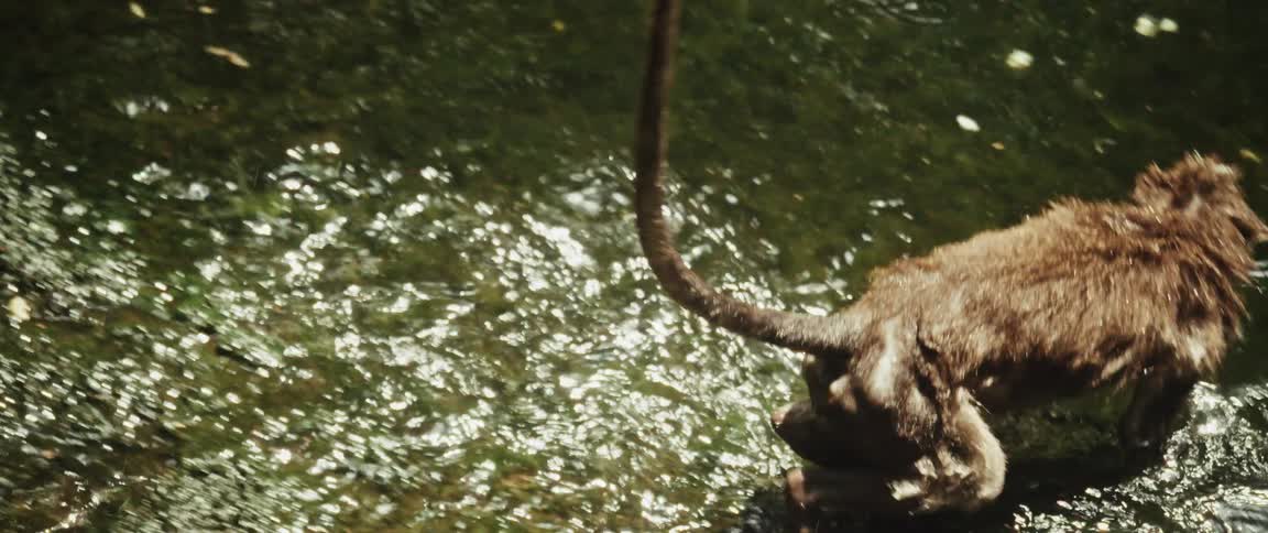 In slow motion, a wet macaque monkey hangs from a tree root over a pond, shakes itself off, and then drops into the water to swim away