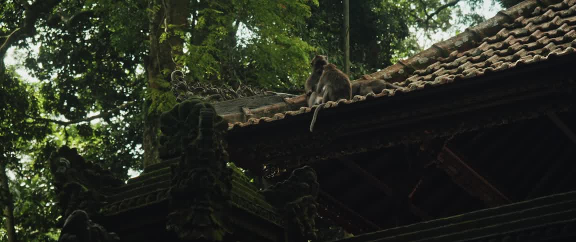 Two monkeys sit on the roof of a mossy temple in a lush jungle, with one grooming the other