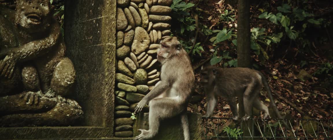 A long-tailed macaque monkey rests on an ancient stone temple ruin in a dense jungle before grooming its baby
