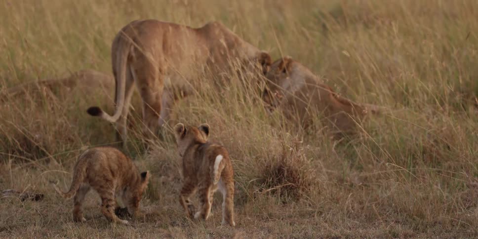 Lion clubs play while their parents lay in grass