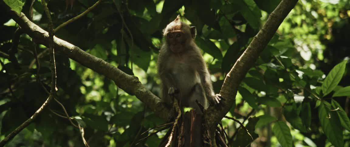 A lone monkey sits thoughtfully on a tree branch, bathed in the dappled sunlight of a lush jungle