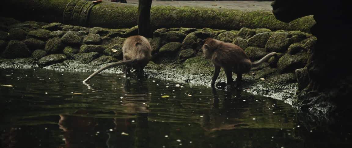 Curious monkeys gather at a mossy stone pond to drink and play in the water in slow motion