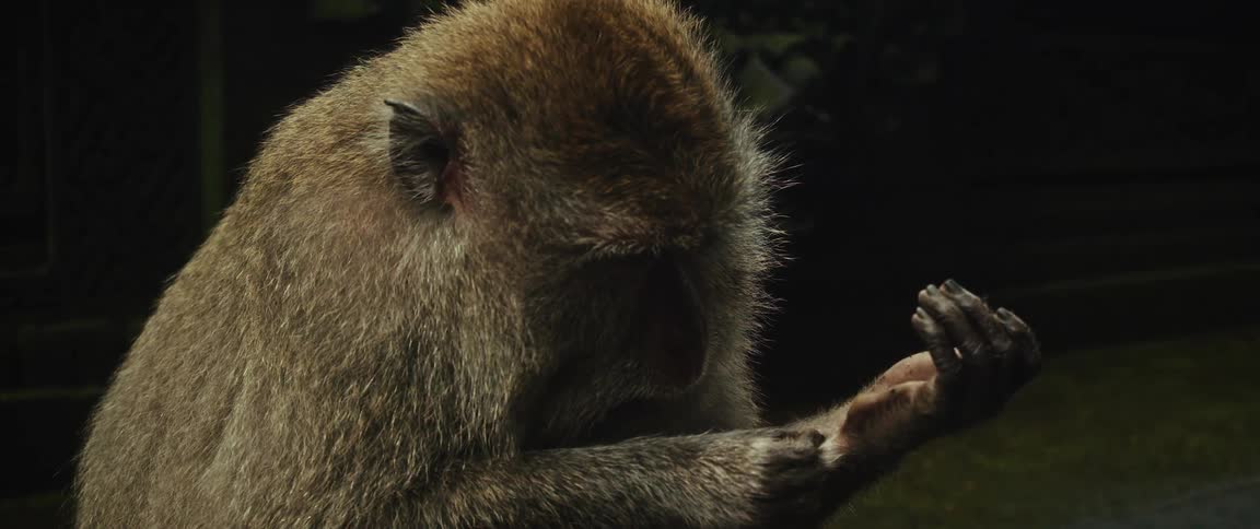 A detailed slow-motion shot captures a macaque monkey observing its surroundings and grooming its arm at an ancient temple