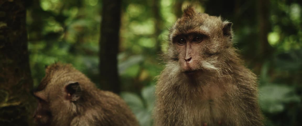A monkey grooms another's tail in a lush jungle before a larger macaque turns and stares intently at the camera