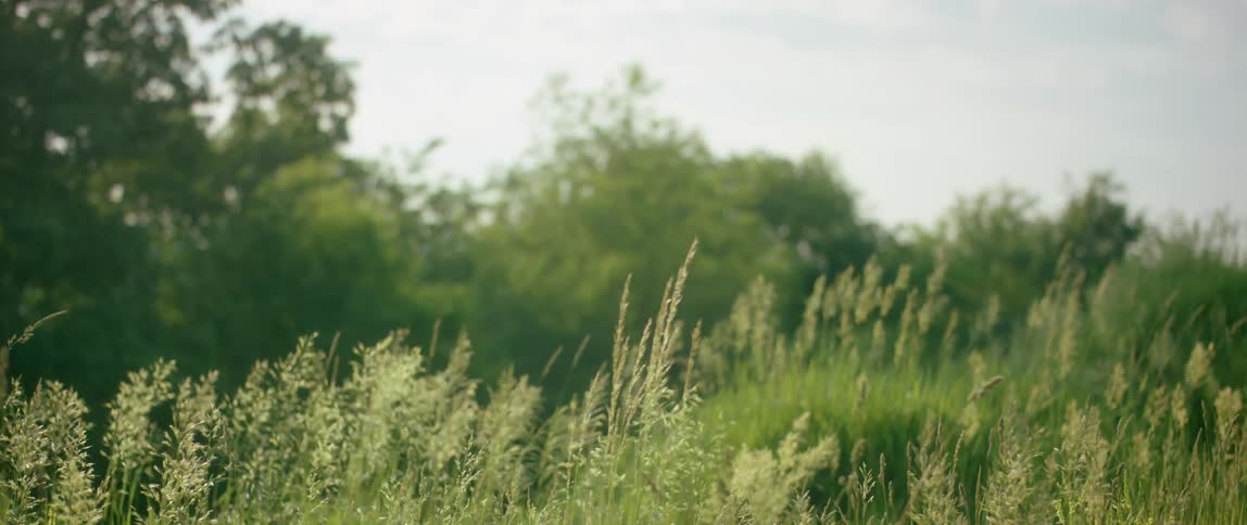 The wind blows the tall grass