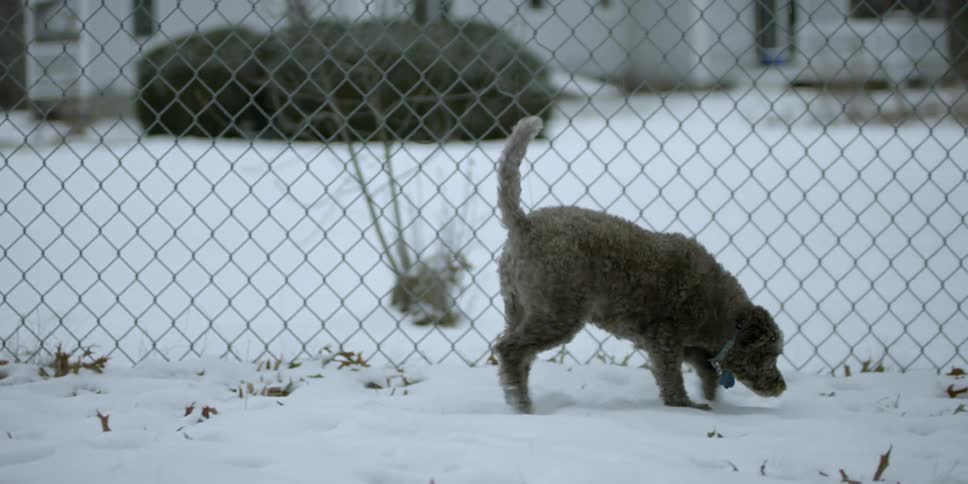 A dog walks in the snow in a fenced in yard