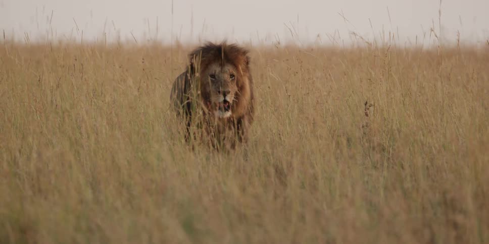 A lion walks through the grassy savanna