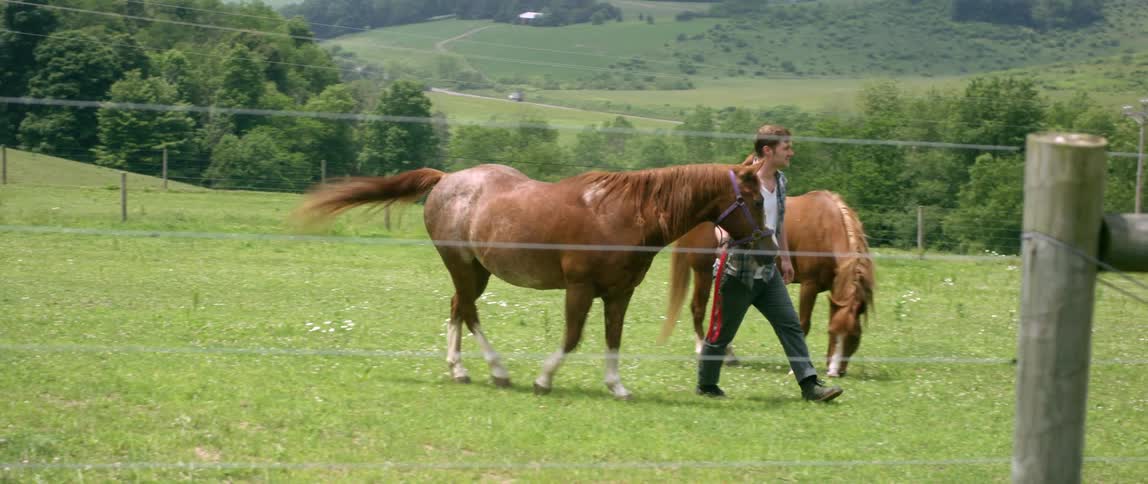 A man walks a horse in a paddock while another horse grazes