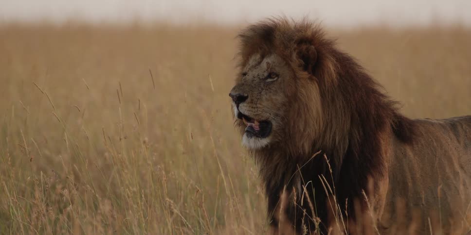 Lion laying on the ground