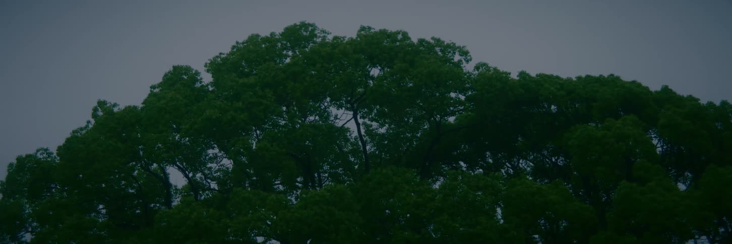 The dark green canopies of trees stand still under a gray, overcast sky