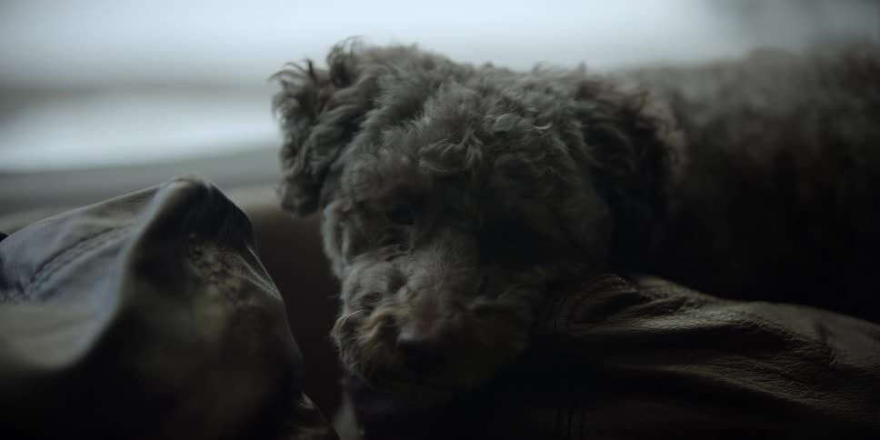 A dog resting on a couch shifts its ears