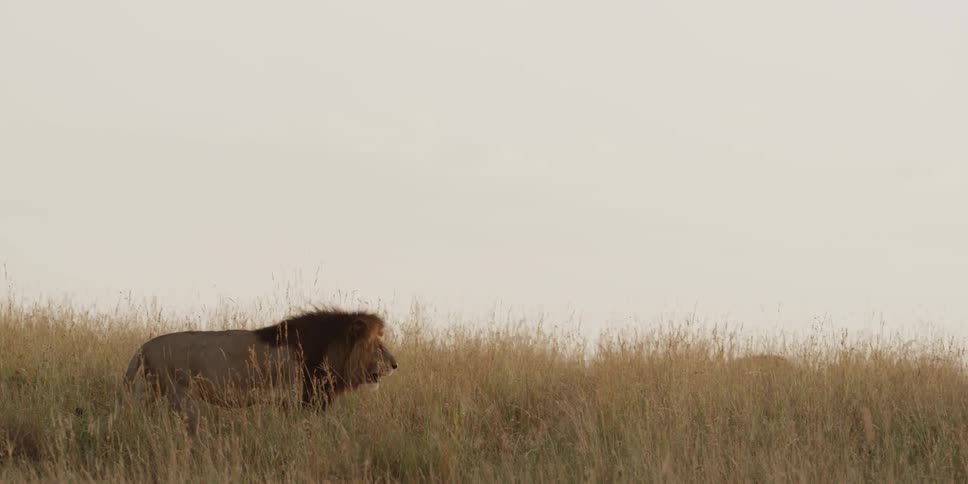 Lion walking through a grassy area