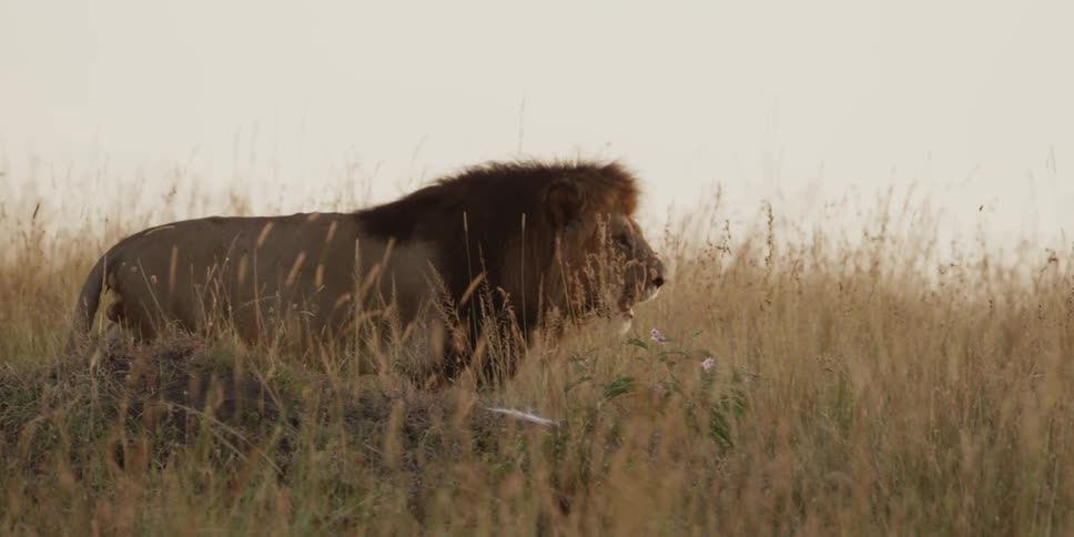 A lion walks through tall grass