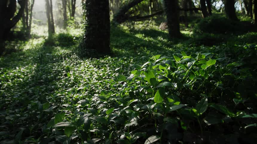 Sunlight streams through a tranquil forest, illuminating the lush green undergrowth on the woodland floor