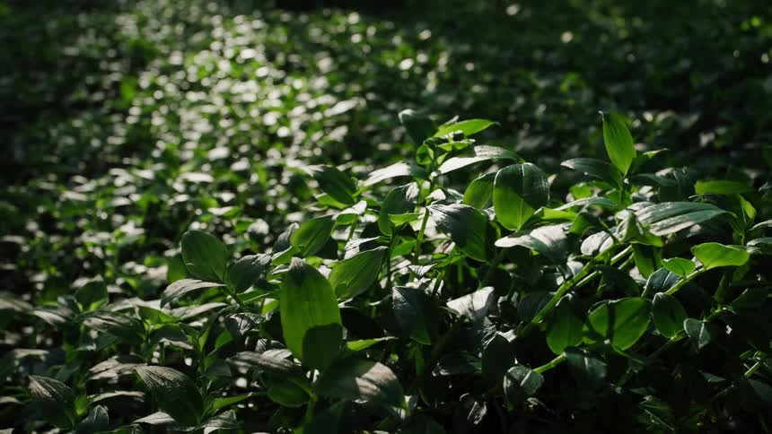 Sunlight filters through the trees, casting dappled light and shadows over a lush bed of green ground cover