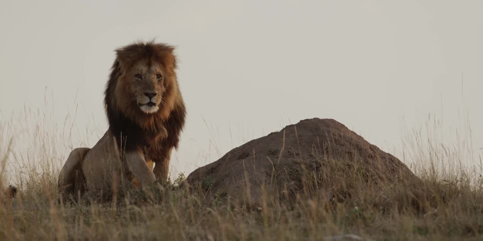 A male lion lies down in the grass