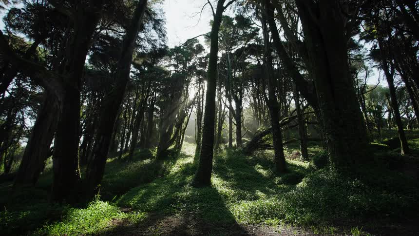 Sunlight streams through the dense canopy of an ancient, gnarled forest, illuminating the lush green floor below
