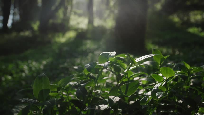 Sunlight streams through a tranquil forest, illuminating vibrant green plants on the ground in a peaceful nature scene