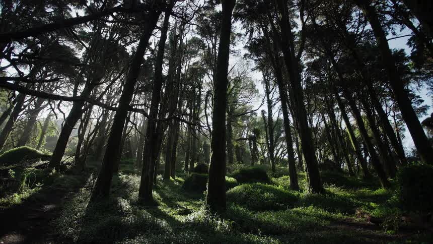 A beautiful low-angle timelapse of the sun moving through the tall trees of a lush, green forest