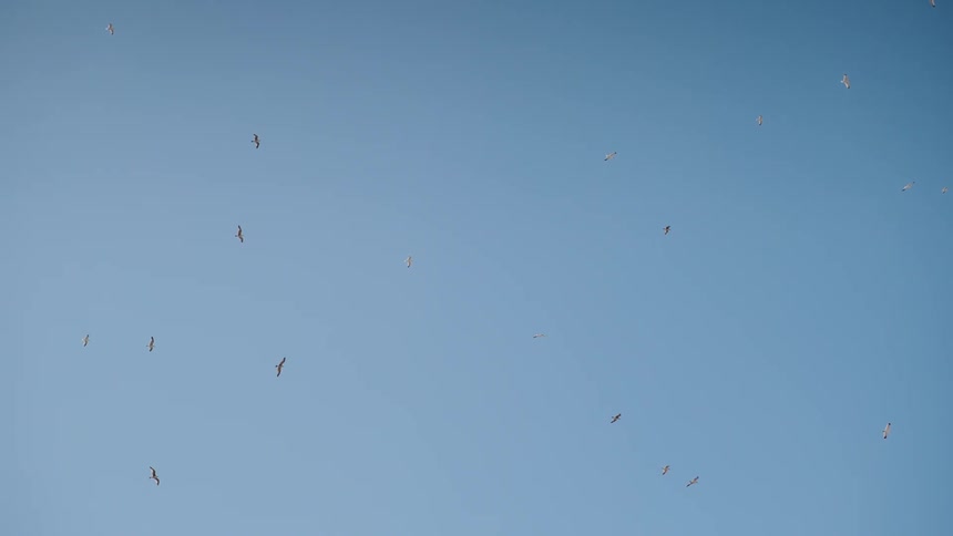 A flock of seagulls soars peacefully in a wide, clear blue sky