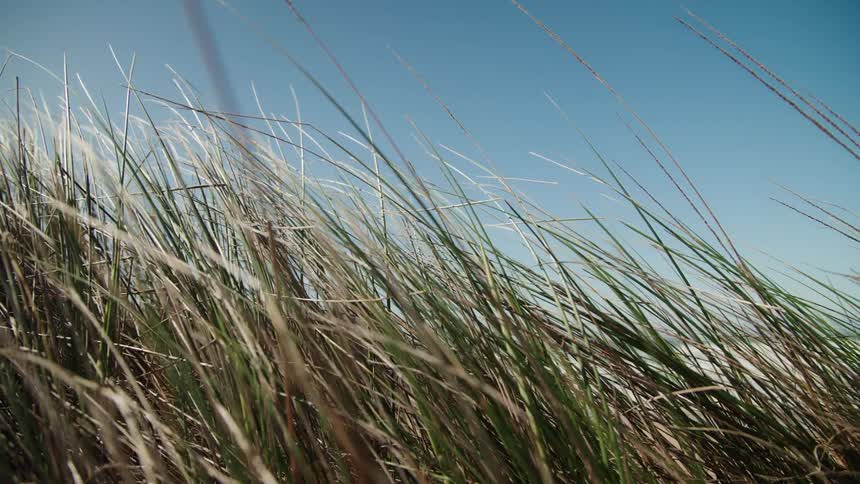 Long beach grass blows gently in the wind against a clear blue sky