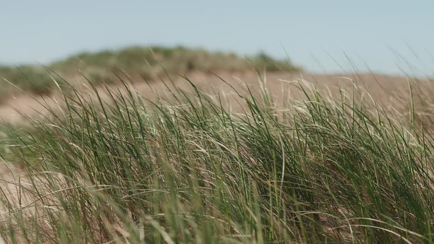 Long green blades of beach grass sway gently in the wind on a sunny day