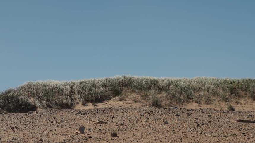 Tall grass waves gently in the wind on a sand dune under a clear blue sky