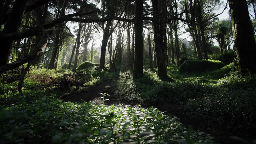 Sunlight filters through the canopy of a mysterious and enchanting green forest as the camera slowly moves forward