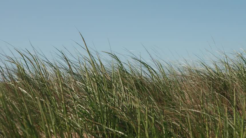 Blades of tall green beach grass blow gently in the wind against a clear blue sky