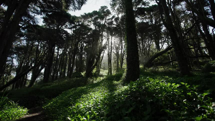Sunlight streams through the dense canopy of a lush, green forest as the camera slowly pulls back