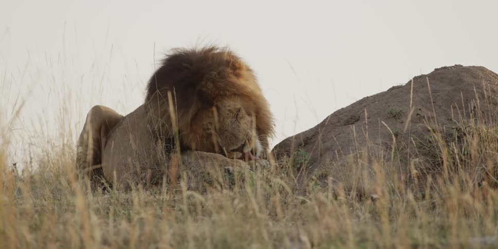 A male lion licks at its paws while laying on the ground