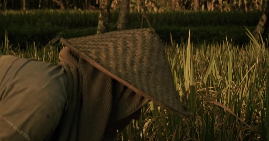 A farmer wearing a traditional Asian conical hat carefully harvests rice in a lush paddy field during a beautiful sunset
