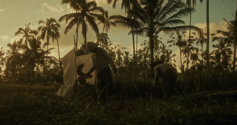 Two farmers wearing traditional conical hats harvest crops in a tropical field during a golden sunset