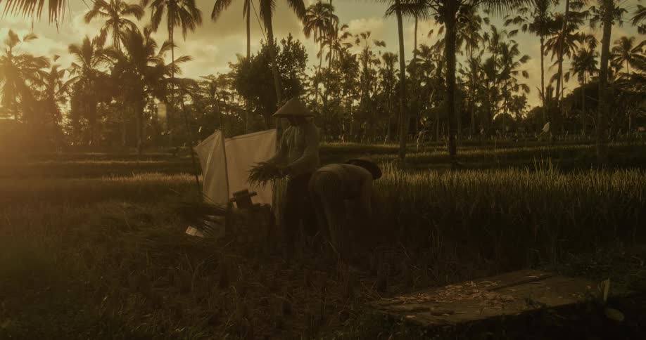 Two farmers in traditional conical hats harvest rice by hand in a beautiful, golden-lit paddy field at sunset