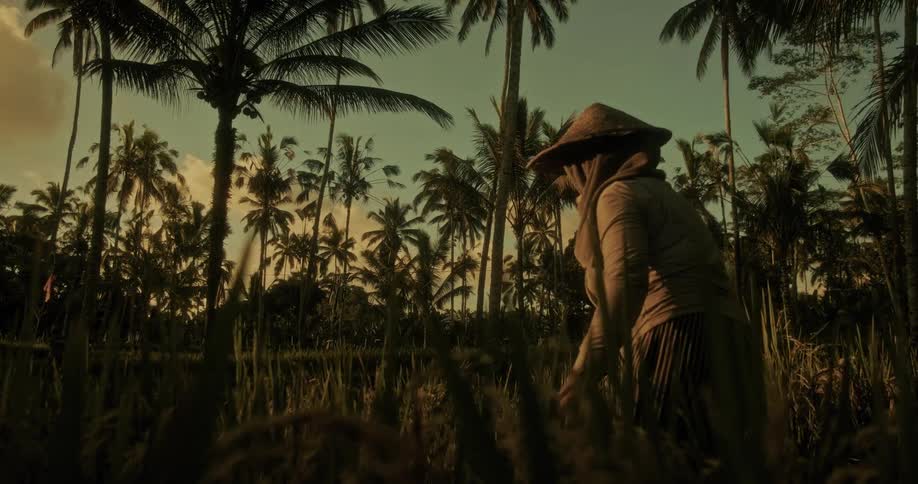 A farmer in a conical hat tends to a lush rice paddy surrounded by towering palm trees at sunset