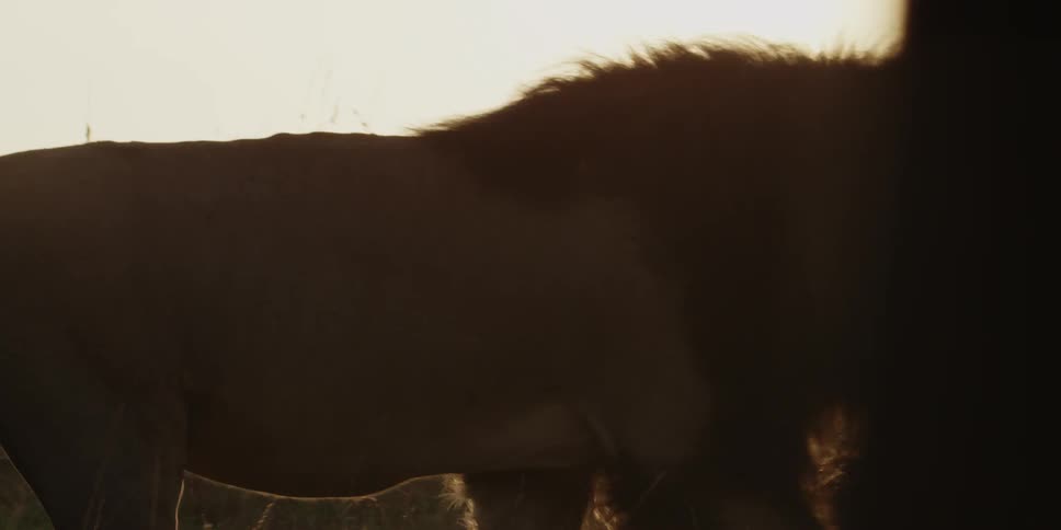 Lion walking through a grassy area at sunset