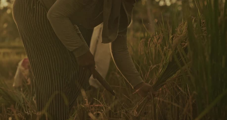 A rice farmer in a traditional conical hat carefully harvests rice stalks with a sickle in the warm glow of sunset