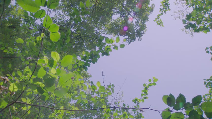 Looking up through the bright green leaves of a forest canopy towards the sunny sky with a fisheye lens