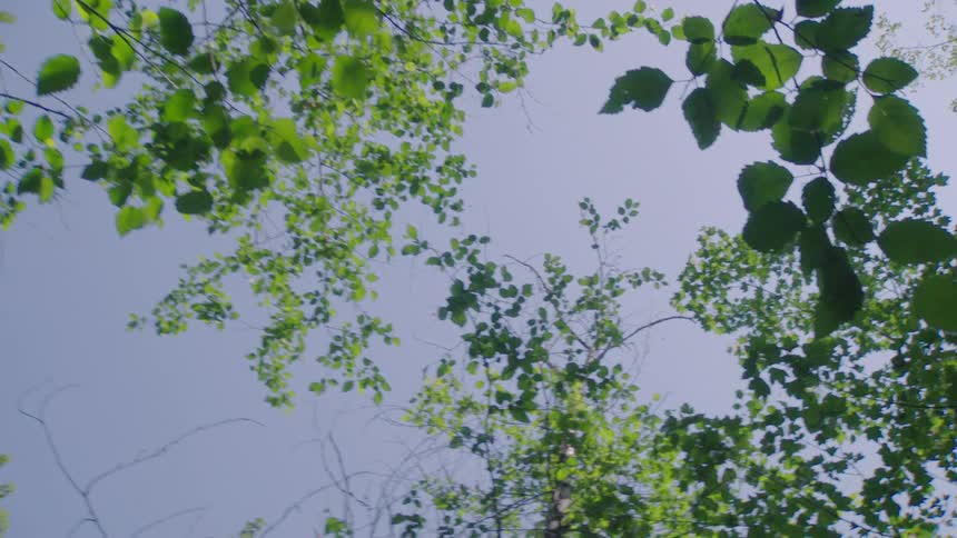 A serene low-angle shot slowly pushes through a lush forest canopy with vibrant green leaves against a clear blue sky