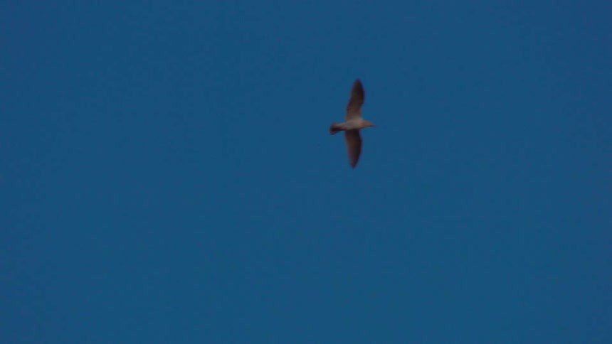 A single seagull glides gracefully through a clear, solid blue sky in super slow motion