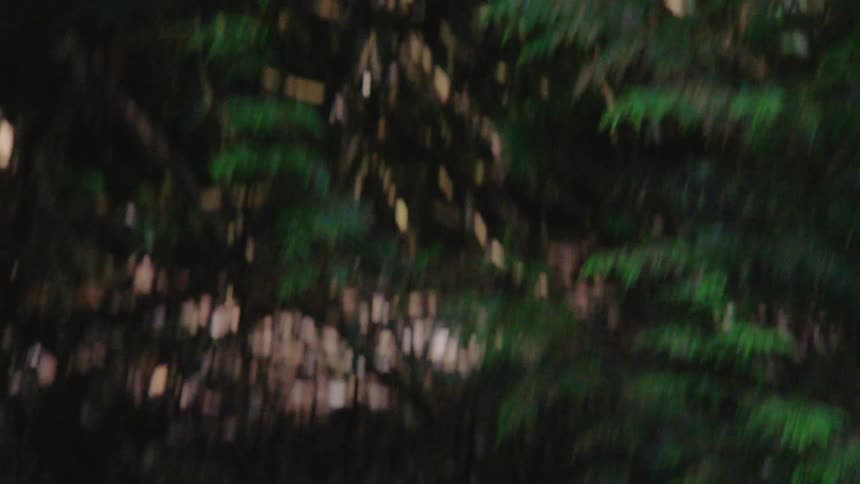 A first-person view moving quickly through dense green forest foliage, revealing a sunlit path among the trees