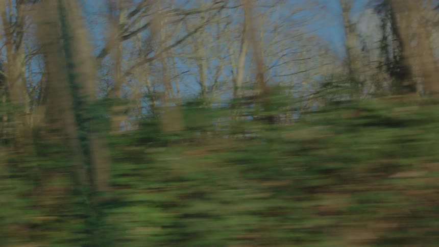 An abstract, fast-paced tracking shot of a winter forest with bare trees and green foliage, seen from a moving vehicle on a sunny day