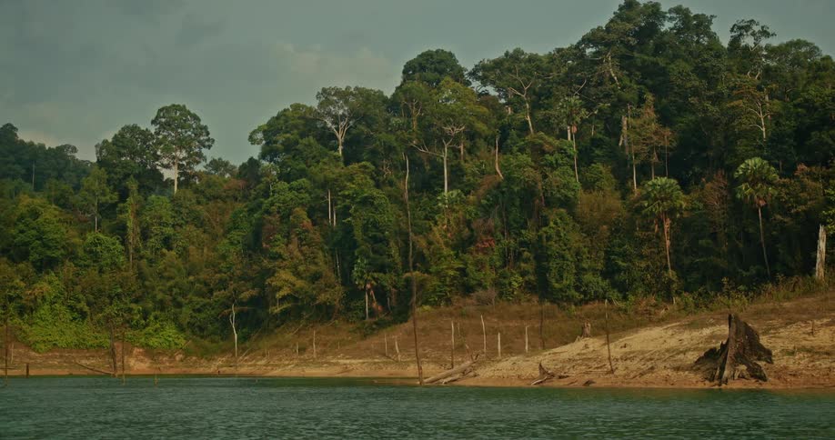 A tranquil lake borders a dense jungle, revealing dead tree stumps along its receding sandy shoreline