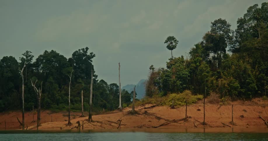 A misty morning on a tropical lake reveals a sandy shoreline with dead trees and a lush jungle