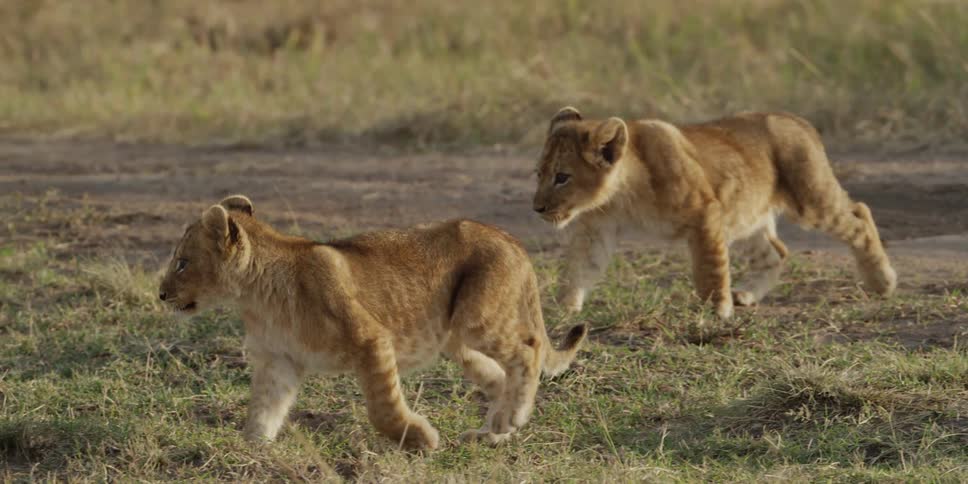 Two lion cubs walking across grass and dirt