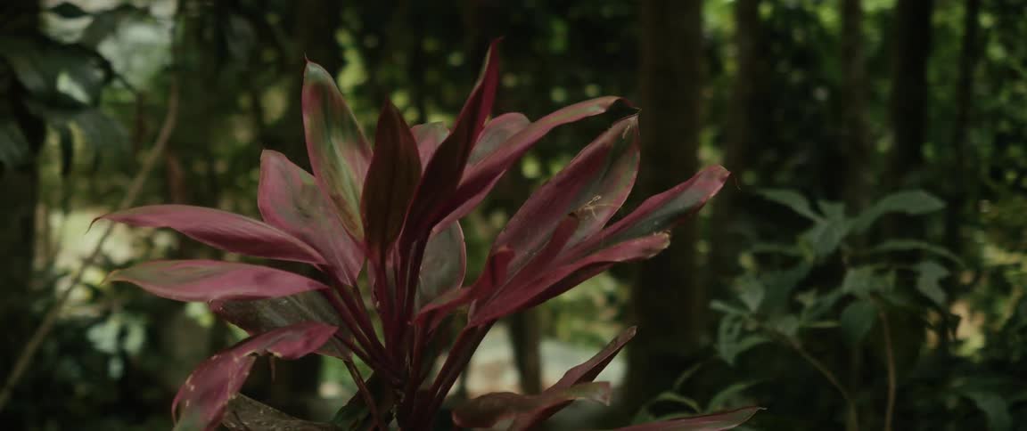 A slow zoom reveals a small gecko camouflaged on the leaf of a vibrant red tropical plant in a lush jungle setting
