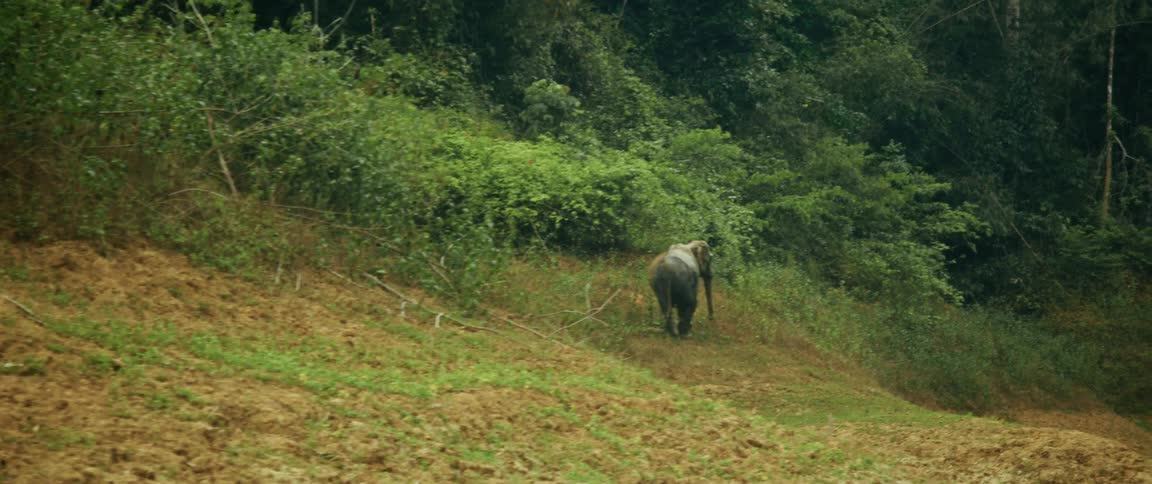 A solitary wild elephant walks up a muddy, grassy hill towards the dense green jungle