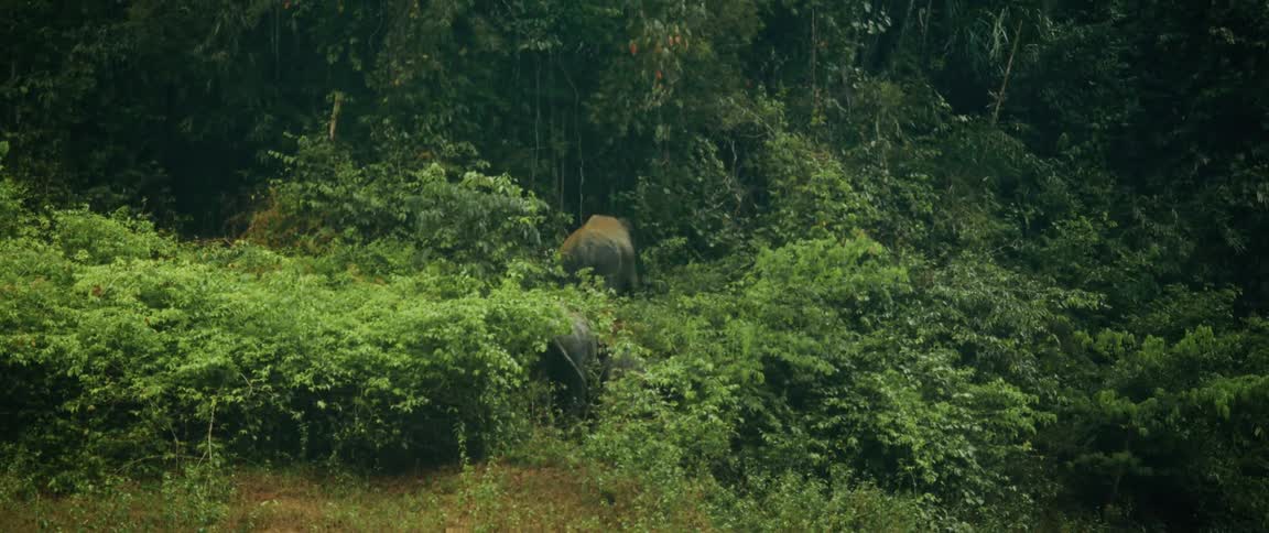 An adult and baby elephant walk up a hillside, disappearing into the lush green jungle foliage