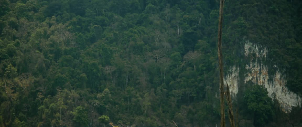 A tilt-down shot reveals a serene green lake with dead tree trunks emerging from the water at the base of a lush jungle-covered mountain