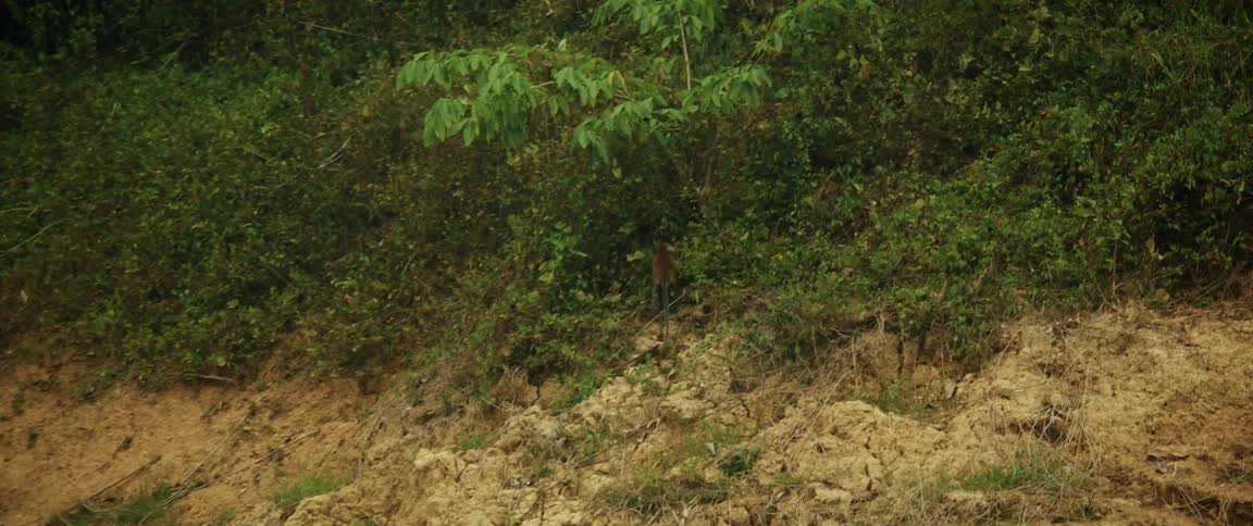 A long-tailed macaque forages on a jungle hillside before disappearing into the dense green foliage